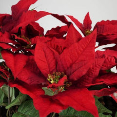 24" Red Christmas Poinsetta Floral Wicker Basket