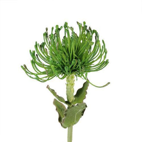 26" Green Artificial Pin Cushion Protea Decorative Floral Crafting Stem