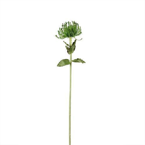26" Green Artificial Pin Cushion Protea Decorative Floral Crafting Stem